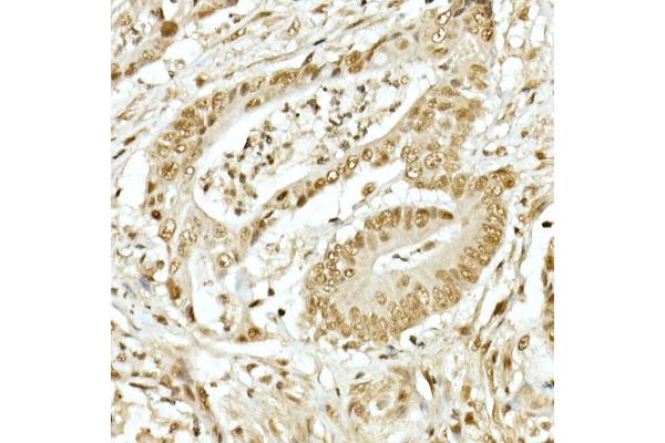 TOPBP1 antibody  (AA 1253-1522)