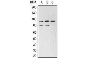 Western blot analysis of STAT3 expression in Hela (A), NIH3T3 (B), PC12 (C) whole cell lysates. (STAT3 antibody)