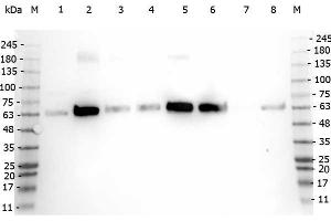 Western Blot of Rabbit anti-PDCD antibody.