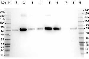 Western Blot of Rabbit anti-PDCD antibody. (PDCD4 antibody  (C-Term))
