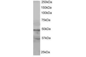 Image no. 1 for anti-Actin-Like 6A (BAF53A) (C-Term) antibody (ABIN374427) (BAF53A antibody  (C-Term))