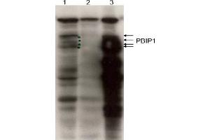 Image no. 1 for anti-MLF1 Interacting Protein (MLF1IP) (C-Term) antibody (ABIN401439) (MLF1IP antibody  (C-Term))