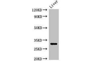 Western Blot Positive WB detected in: Mouse liver tissue All lanes: ENDOG antibody at 2. (Endonuclease G antibody  (AA 49-297))