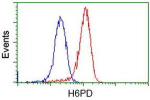 Image no. 2 for anti-Glucose-6-Phosphate Dehydrogenase (G6PD) antibody (ABIN1498353) (Glucose-6-Phosphate Dehydrogenase antibody)