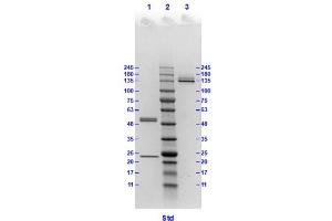 Coomassie stained SDS-PAGE results using Anti-Hemagglutinin (HA) (Mouse) Monoclonal Antibody clone 1D4 separated in a 4-20 % gradient gel. (Hemagglutinin antibody)