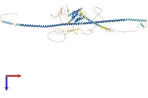 AlphaFold protein structure predicition of Mouse Recombinant Cep95 Protein, UniprotID Q8BVV7 (CEP95 Protein (AA 1-827) (His tag))