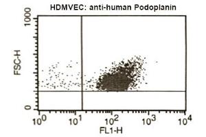 FACS analysis of Podoplanin in human microvascular endothelial cells using antibody ABIN115146. (Podoplanin antibody)
