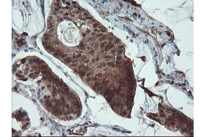 Image no. 2 for anti-PYD and CARD Domain Containing (PYCARD) antibody (ABIN1500518) (PYCARD antibody)