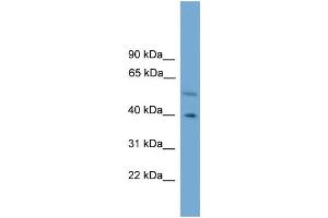 WB Suggested Anti-CLUAP1  Antibody Titration: 0. (CLUAP1 antibody  (C-Term))