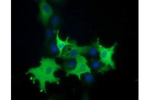 Anti-PIK3AP1 mouse monoclonal antibody (ABIN2453457) immunofluorescent staining of COS7 cells transiently transfected by pCMV6-ENTRY PIK3AP1 (RC214125). (PIK3AP1 antibody)