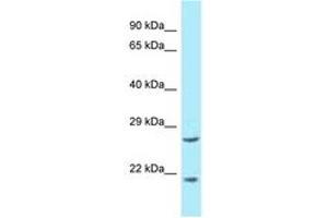 Image no. 1 for anti-Eukaryotic Translation Elongation Factor 1 epsilon 1 (EEF1E1) (AA 30-79) antibody (ABIN6747958) (EEF1E1 antibody  (AA 30-79))