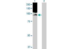 Western Blot analysis of NOLC1 expression in transfected 293T cell line by NOLC1 MaxPab polyclonal antibody. (NOLC1 antibody  (AA 1-700))