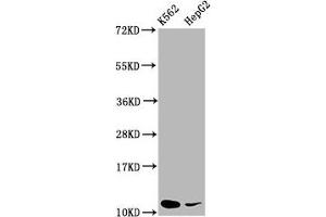 Western Blot Positive WB detected in: K562 whole cell lysate, HepG2 whole cell lysate All lanes: SNRPE antibody at 5. (SNRPE antibody  (AA 1-92))