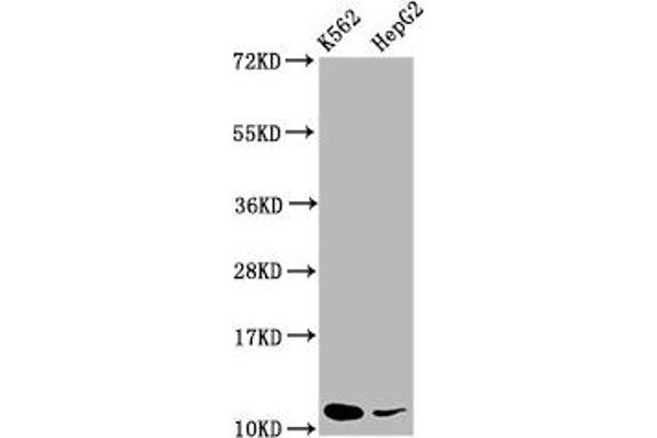 SNRPE 抗体  (AA 1-92)