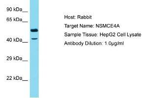Host: Rabbit Target Name: NSMCE4A Sample Type: HepG2 Whole Cell lysates Antibody Dilution: 1. (NSMCE4A antibody  (C-Term))