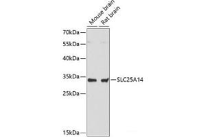 Western blot analysis of extracts of various cell lines using SLC25A14 Polyclonal Antibody at dilution of 1:3000.