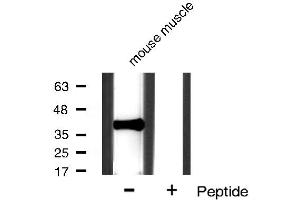 Western blot analysis of IkappaB-alpha expression in mouse muscle tissue lysates,The lane on the right is treated with the antigen-specific peptide. (NFKBIA antibody  (N-Term))