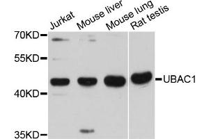 Western blot analysis of extracts of various cell lines, using UBAC1 antibody (ABIN6293820) at 1:3000 dilution. (UBAC1 antibody)