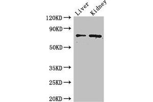 ZFP64 anticorps  (AA 70-342)