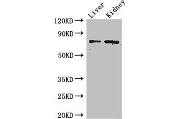 ZFP64 antibody  (AA 70-342)