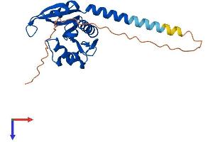 AlphaFold protein structure predicition of Mouse Recombinant Naa10 Protein, UniprotID Q9QY36 (NAA10 Protein (AA 1-235) (His tag))