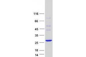 Validation with Western Blot (COMMD10 Protein (Myc-DYKDDDDK Tag))