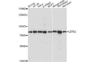 Western blot analysis of extracts of various cell lines, using LZTS2 antibody (ABIN6291682) at 1:1000 dilution. (LZTS2 antibody)