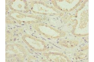Immunohistochemistry of paraffin-embedded human kidney tissue using ABIN7160891 at dilution of 1:100 (NDUFA12 antibody  (AA 1-145))
