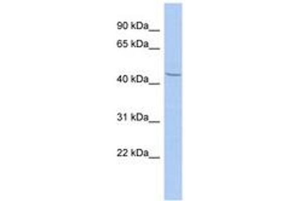 ZBTB12 antibody  (N-Term)