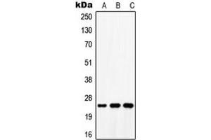 Western blot analysis of ATP5S expression in MCF7 (A), mouse lung (B), rat lung (C) whole cell lysates. (ATP5S antibody  (Center))