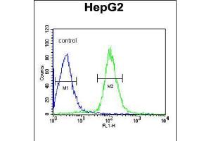Flow cytometric analysis of HepG2 cells (right histogram) compared to a negative control cell (left histogram). (CCDC85B antibody  (AA 69-96))