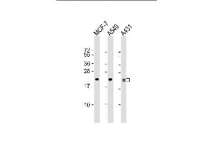 Lane 1: MCF-7 Cell lysates, Lane 2: A549 Cell lysates, Lane 3: A431 Cell lysates, probed with RAB13 (3250CT845. (RAB13 antibody)