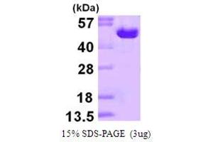SDS-PAGE (SDS) image for Ornithine Decarboxylase 1 (ODC1) (AA 1-461) protein (His tag) (ABIN667962) (ODC1 Protein (AA 1-461) (His tag))