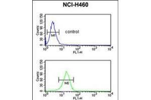 Flow cytometric analysis of NCI-H460 cells (bottom histogram) compared to a negative control cell (top histogram).