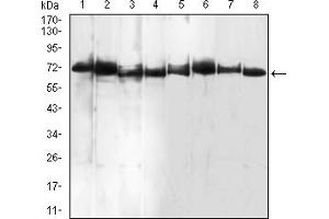 Western Blotting (WB) image for anti-Bone Morphogenetic Protein 7 (BMP7) (AA 239-431) antibody (ABIN5858817) (BMP7 antibody  (AA 239-431))