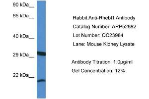 Western Blotting (WB) image for anti-Ras Homolog Enriched in Brain Like 1 (RHEBL1) (N-Term) antibody (ABIN2785045) (RHEBL1 antibody  (N-Term))