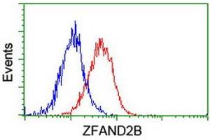 Image no. 2 for anti-Zinc Finger, AN1-Type Domain 2B (ZFAND2B) antibody (ABIN1501807) (ZFAND2B antibody)