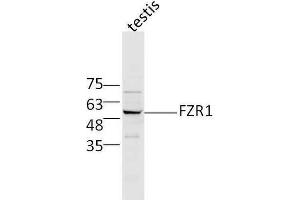 Mouse testis lysates probed with Rabbit Anti-FZR1/CDC20C Polyclonal Antibody, Unconjugated  at 1:500 for 90 min at 37˚C. (FZR1 antibody  (AA 141-240))