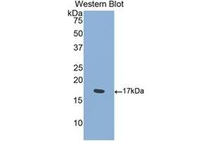 Detection of Recombinant SEMA4D, Mouse using Polyclonal Antibody to Semaphorin 4D (SEMA4D)