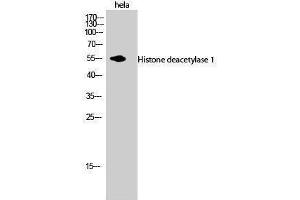 Western Blotting (WB) image for anti-Histone Deacetylase 1 (HDAC1) (C-Term) antibody (ABIN3175492) (HDAC1 antibody  (C-Term))