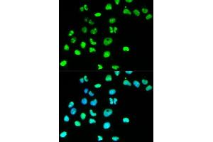 Immunofluorescence analysis of HeLa cell using MSH6 antibody. (MSH6 antibody  (AA 1-290))