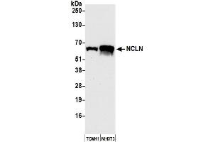 Western Blotting (WB) image for anti-Nicalin (NCLN) (AA 375-425) antibody (ABIN7452589)