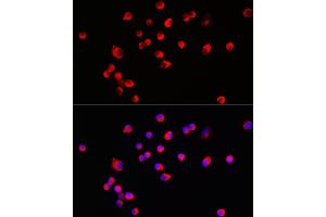 Immunofluorescence analysis of SH-SY5Y cells using HRH3 Rabbit pAb (ABIN7267662) at dilution of 1:100 (40x lens). (HRH3 antibody  (AA 250-350))