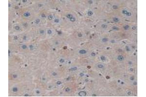 IHC-P analysis of Human Liver Tissue, with DAB staining. (Kallikrein 10 antibody  (AA 35-276))