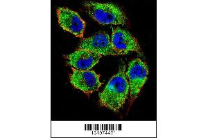 Confocal immunofluorescent analysis of NKD2 Antibody with A375 cell followed by Alexa Fluor 488-conjugated goat anti-rabbit lgG (green). (NKD2 antibody  (C-Term))