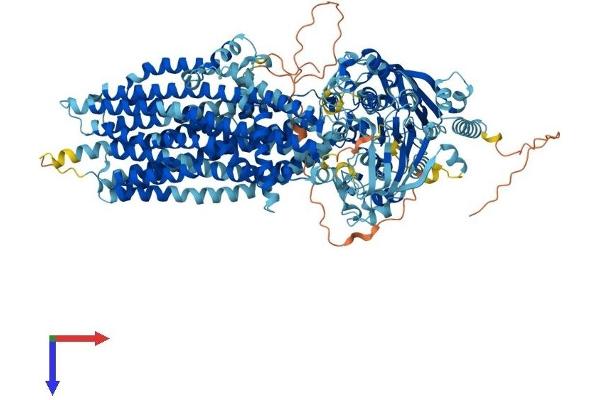 ABCC4 Protein (AA 1-1325) (His tag)