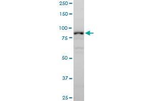 Western Blotting (WB) image for anti-Neuroligin 1 (NLGN1) (AA 578-677) antibody (ABIN564948)