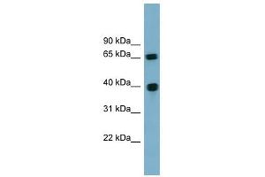 Cyclin J antibody used at 1 ug/ml to detect target protein.