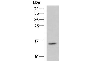 Western blot analysis of Jurkat cell lysate using H2AFJ Polyclonal Antibody at dilution of 1:800 (H2AFJ antibody)