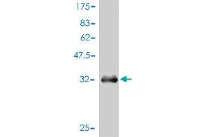 Western Blot detection against Immunogen (36. (APOA2 antibody  (AA 1-100))